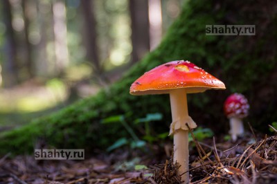 В Шахтах произошло отравление дикорастущими грибами в июне