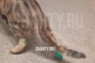 Нанесли увечья кошке в Ростовской области