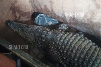 Пытался вывезти крокодила заграницу житель Ростовской области