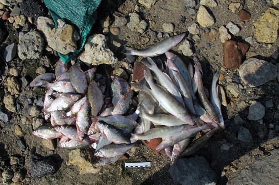 Парень поймал лесковыми сетями 73 рыбы, причинив ущерб на 100 тысяч рублей