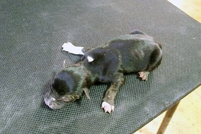 Подбросили новорожденного щенка под двери без утепления и коробки