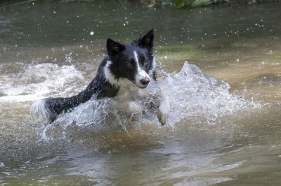 Умирающую собаку вытащили из реки Темерник в Ростове