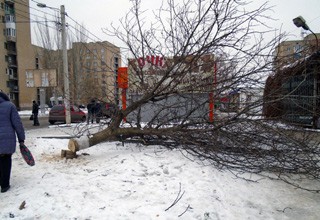 В г. Шахты незаконно спилили деревья [Фото]