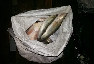 За 10 рыб, пойманных на Северском Донце, двоих рыбаков посадят на 2 года