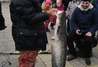 Огромного сома поймал рыбак в Дону на набережной Ростова [Фото]