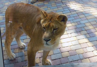 Умерла львица в Ростовском зоопарке — лев впал в тоску [Фото]
