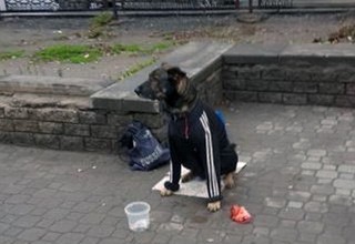 Одетая собака, просящая милостыню, переместилась из г. Шахты в Ростов [Фото]