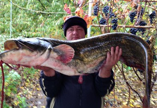 Поймал гигантского сома рыбак в Ростовской области [Фото]