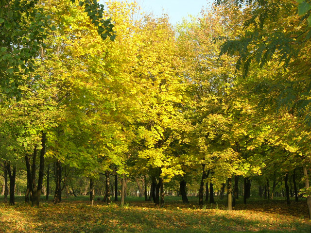 Шахтинский парк культуры и отдыха - Шахты