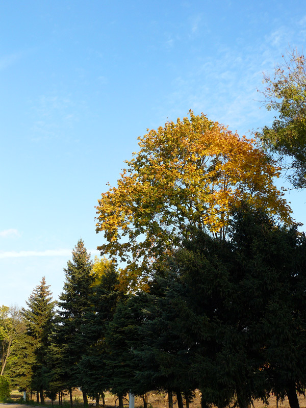 Городской парк, Шахты - Шахты