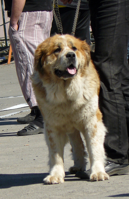 Выставка собак в г. Шахты