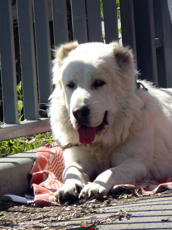 Выставка собак в г. Шахты