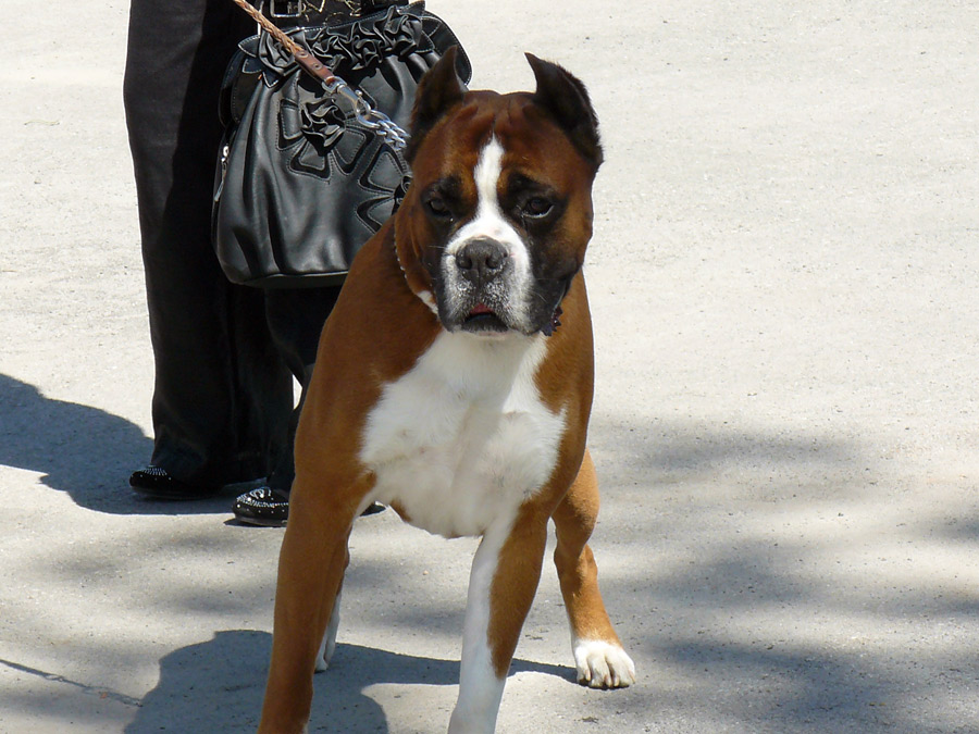 Выставка собак в г. Шахты