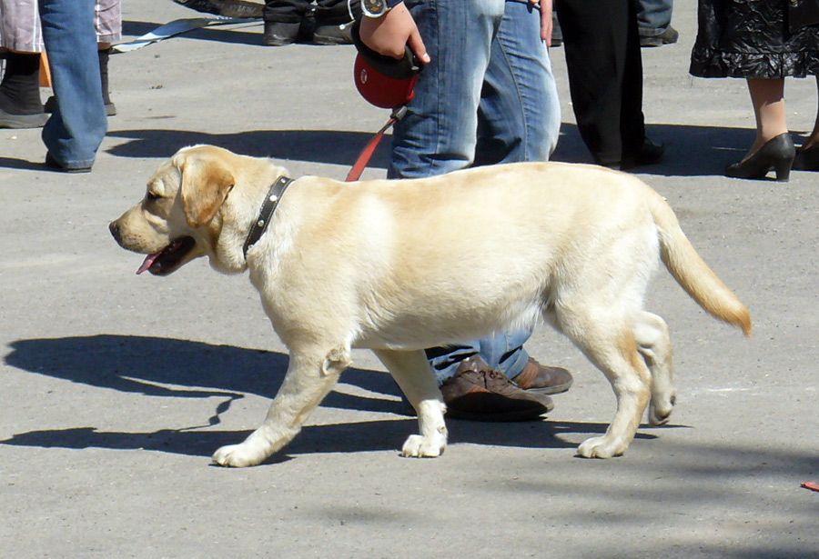 Выставка собак в г. Шахты