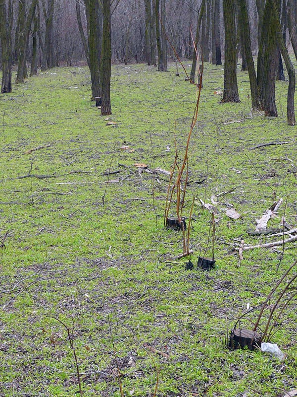 Профессиональный спил деревьев в лесополосе между городом Шахты и пос. Артем - Шахты