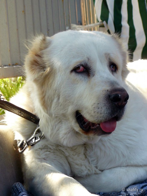 На шахтинской выставке собак 13 мая 2012 г.