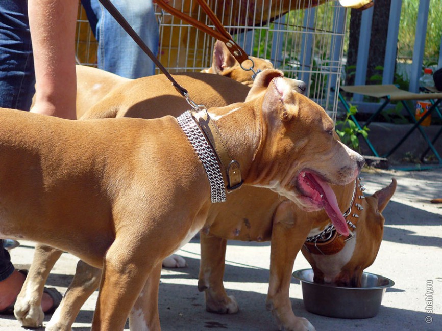 Питбули и стаффорды на шахтинской выставке собак