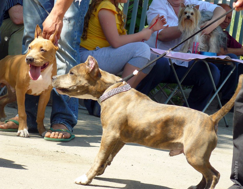 На шахтинской выставке собак 13 мая 2012 г.