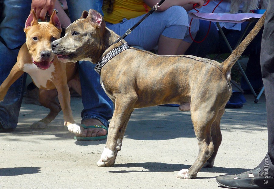 Шахтинская выставка собак 2012, питбули и стаффорды