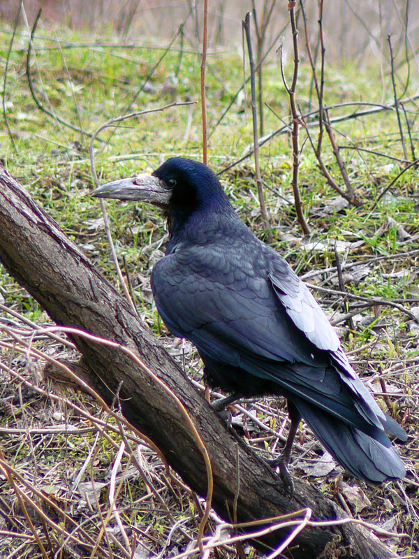 Грач на бывшем карьере рядом с СУМЗом, Шахты - Шахты
