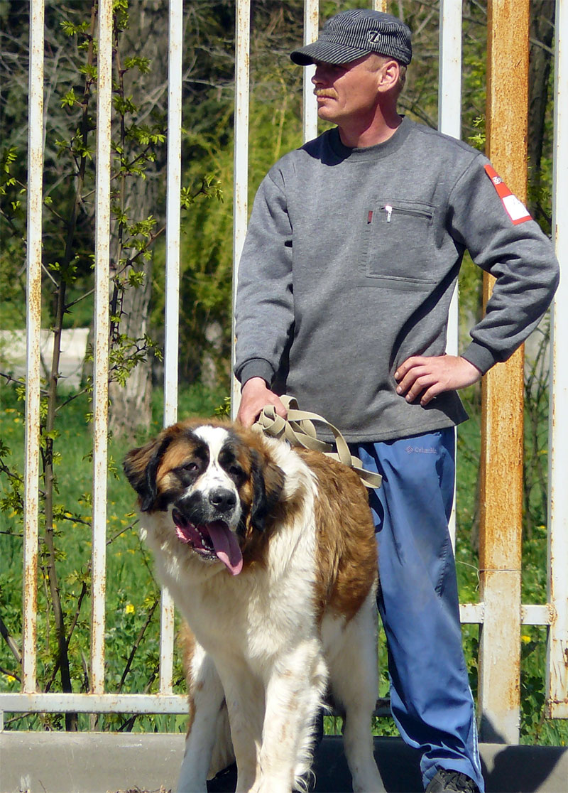 Выставка собак в г. Шахты