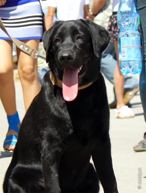 Лабрадор на выставке собак в городе Шахты 2012