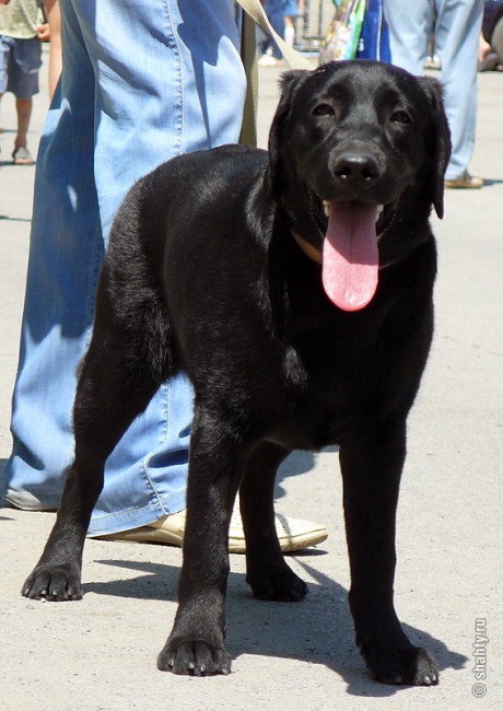 Лабрадор на шахтинской выставке собак 13 мая 2012 г.