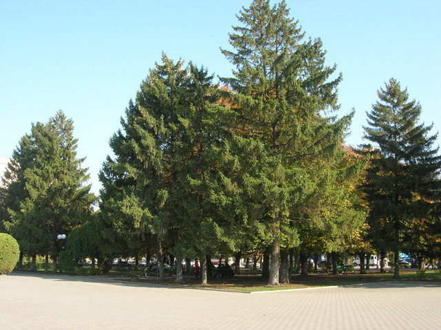 Площадь им. Ленина, город Шахты - Шахты