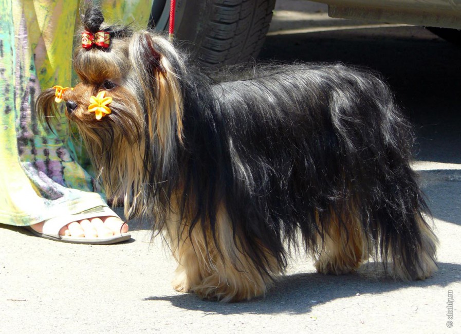 Йоркширский терьер на выставке собак в г. Шахты - Шахты