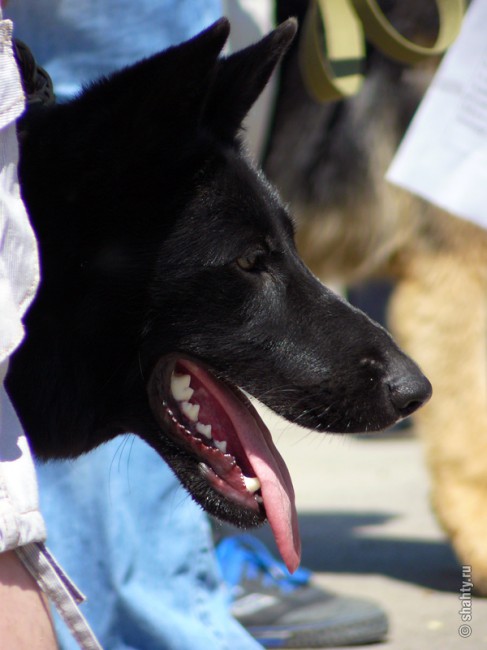 Овчарка 13 мая 2012 г. на  шахтинской выставке собак