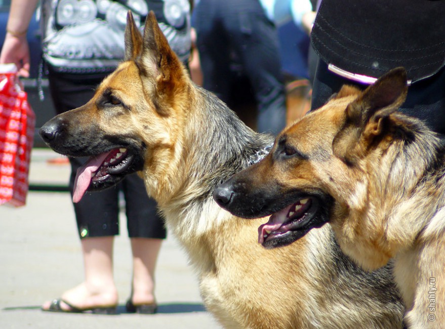 Овчарки на выставке собак в городе Шахты
