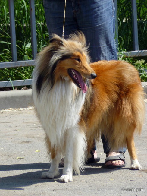 Колли на выставке собак 2012 в городе Шахты