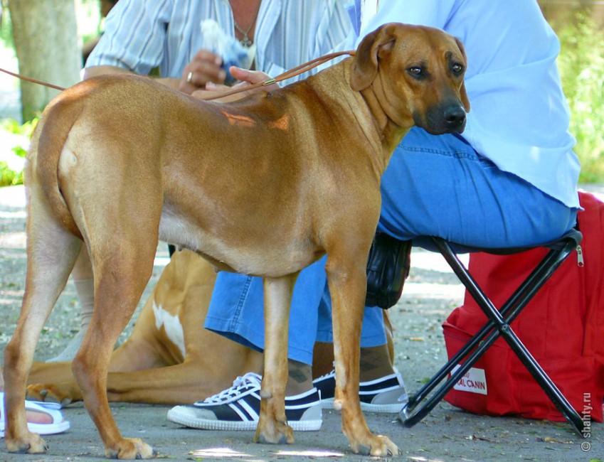 Риджбек на выставке собак в городе Шахты 2012 - Шахты
