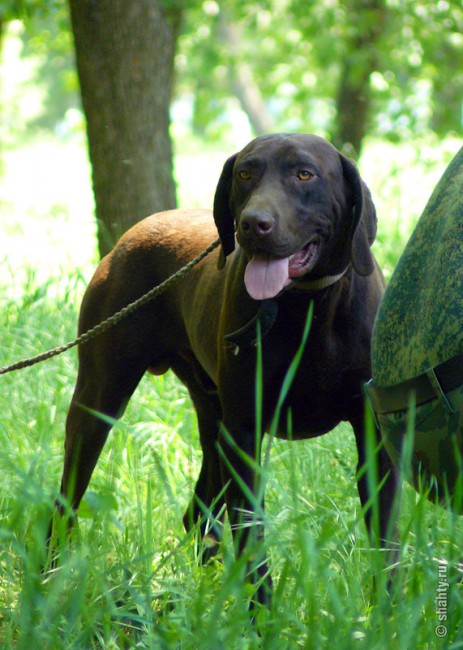 Курцхаар на выставке собак в городе Шахты 13 мая 2012 г.