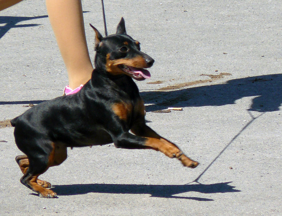 Карликовый пинчер, выставка собак в Шахтах
