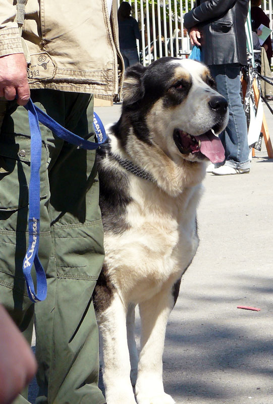 Выставка собак в г. Шахты