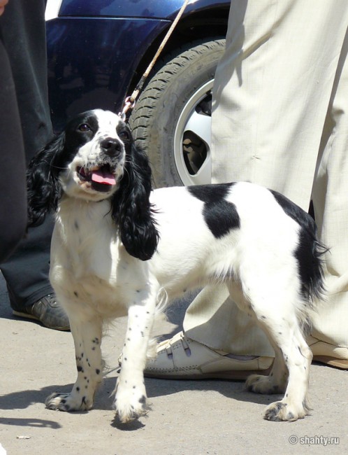 Выставка собак в городе Шахты 2012, русский спаниель