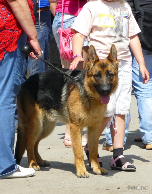Выставка собак в городе Шахты 2012, овчарка