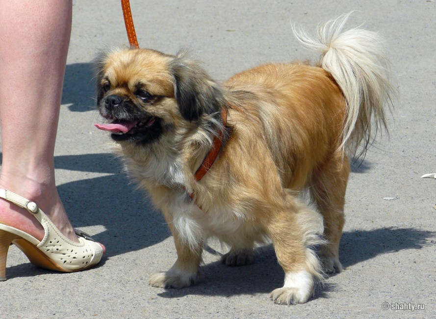 Пекинес на выставке собак в городе Шахты 2012