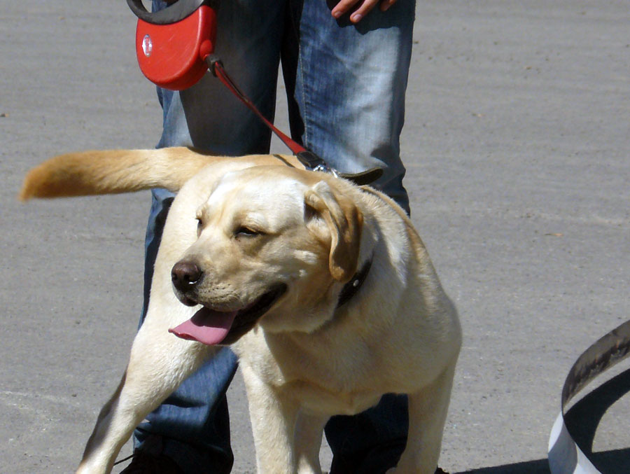 Выставка собак в г. Шахты