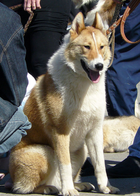 Выставка собак в г. Шахты