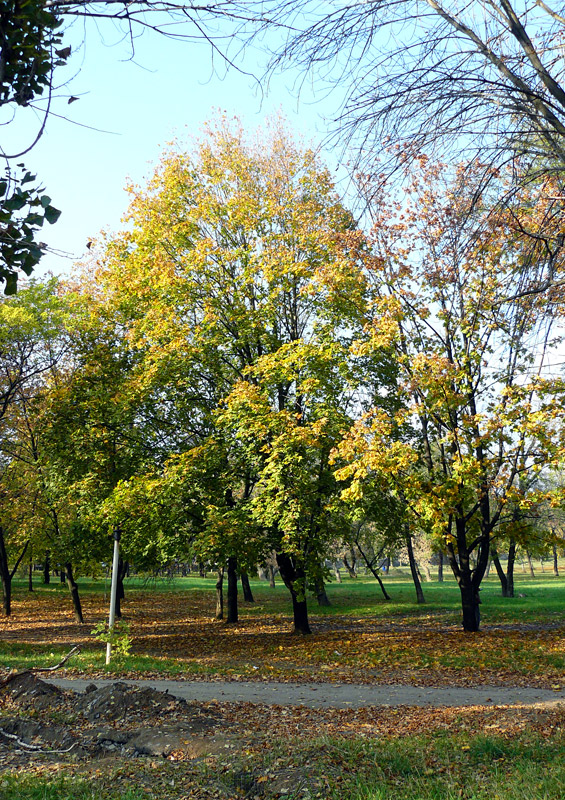 Парк, город Шахты - Шахты