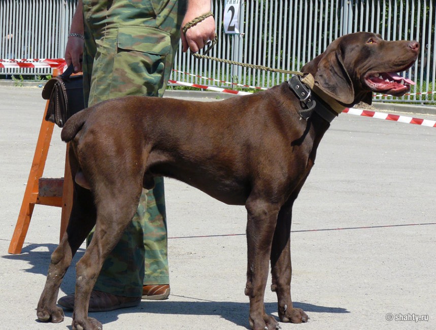 Выставка собак в городе Шахты 2012 г. Курцхаар