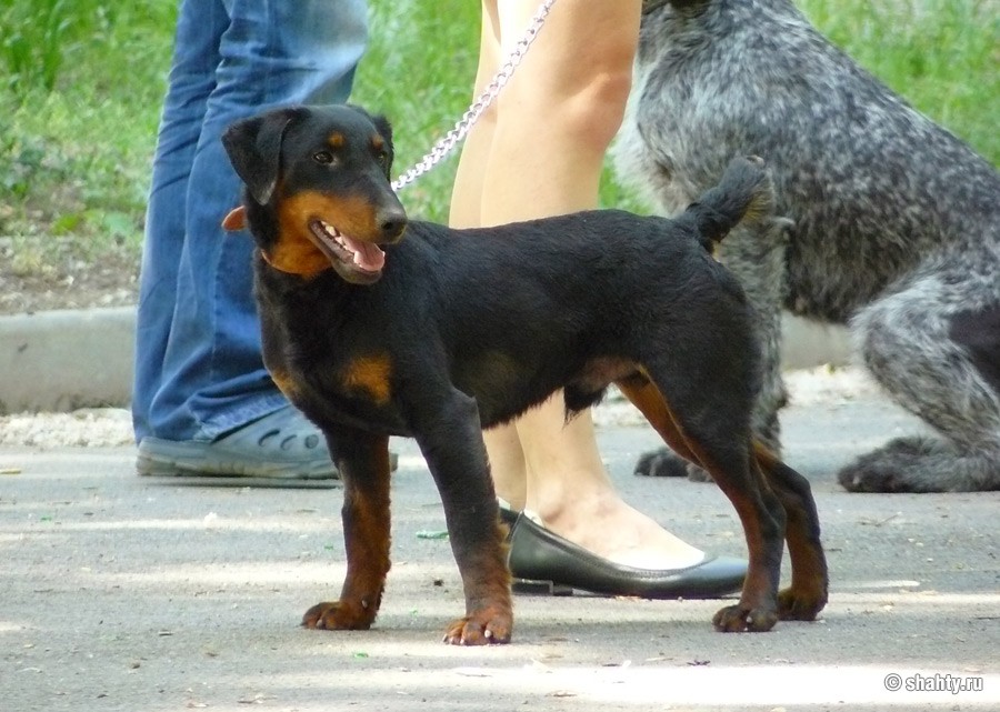 На выставке собак в г. Шахты