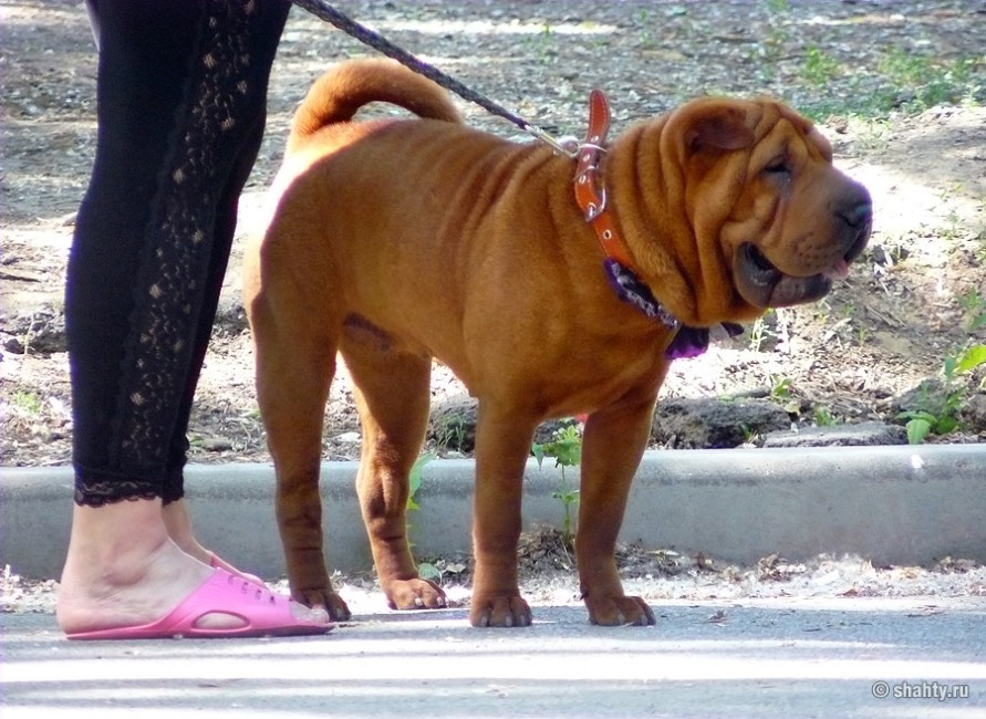 Шарпей на шахтинской выставке собак 2012