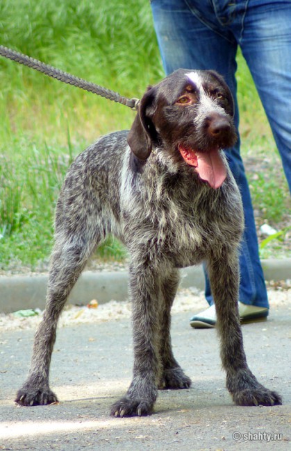 Дратхаар на выставке собак в г. Шахты 2012