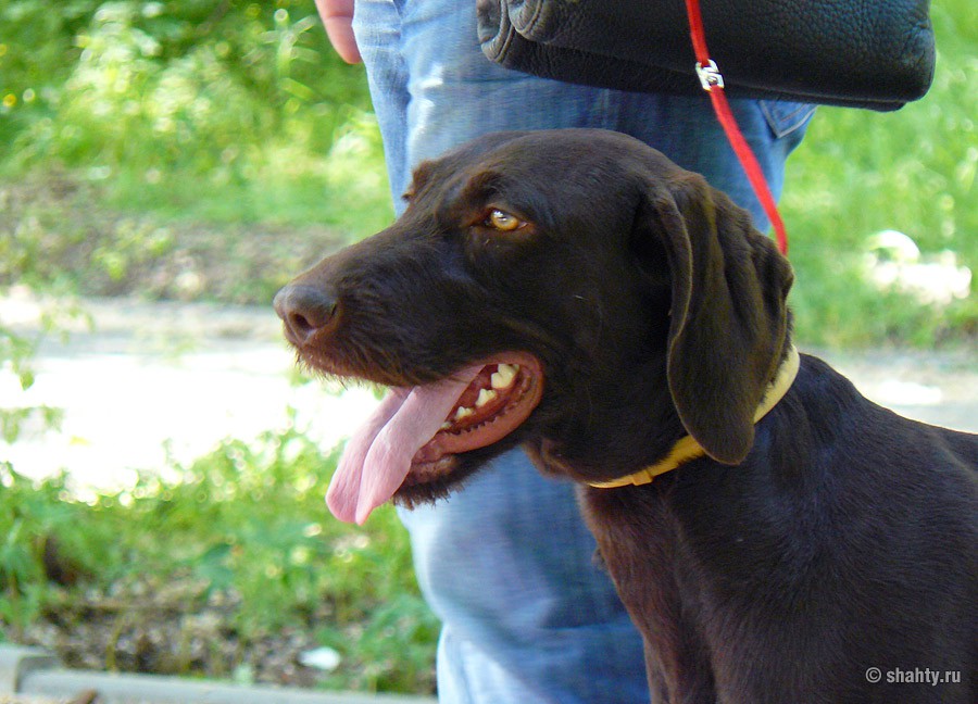 Дратхаар на выставке собак в городе Шахты