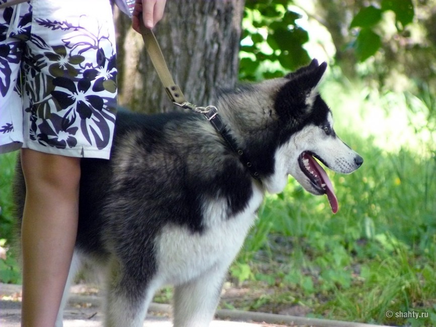 Лайка на выставке собак 13 мая 2012 г. в Шахтах