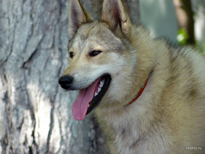 Лайка  13 мая 2012 г. на выставке собак в городе Шахты