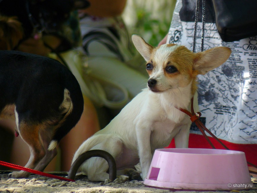 Той терьер на шахтинской выставке собак